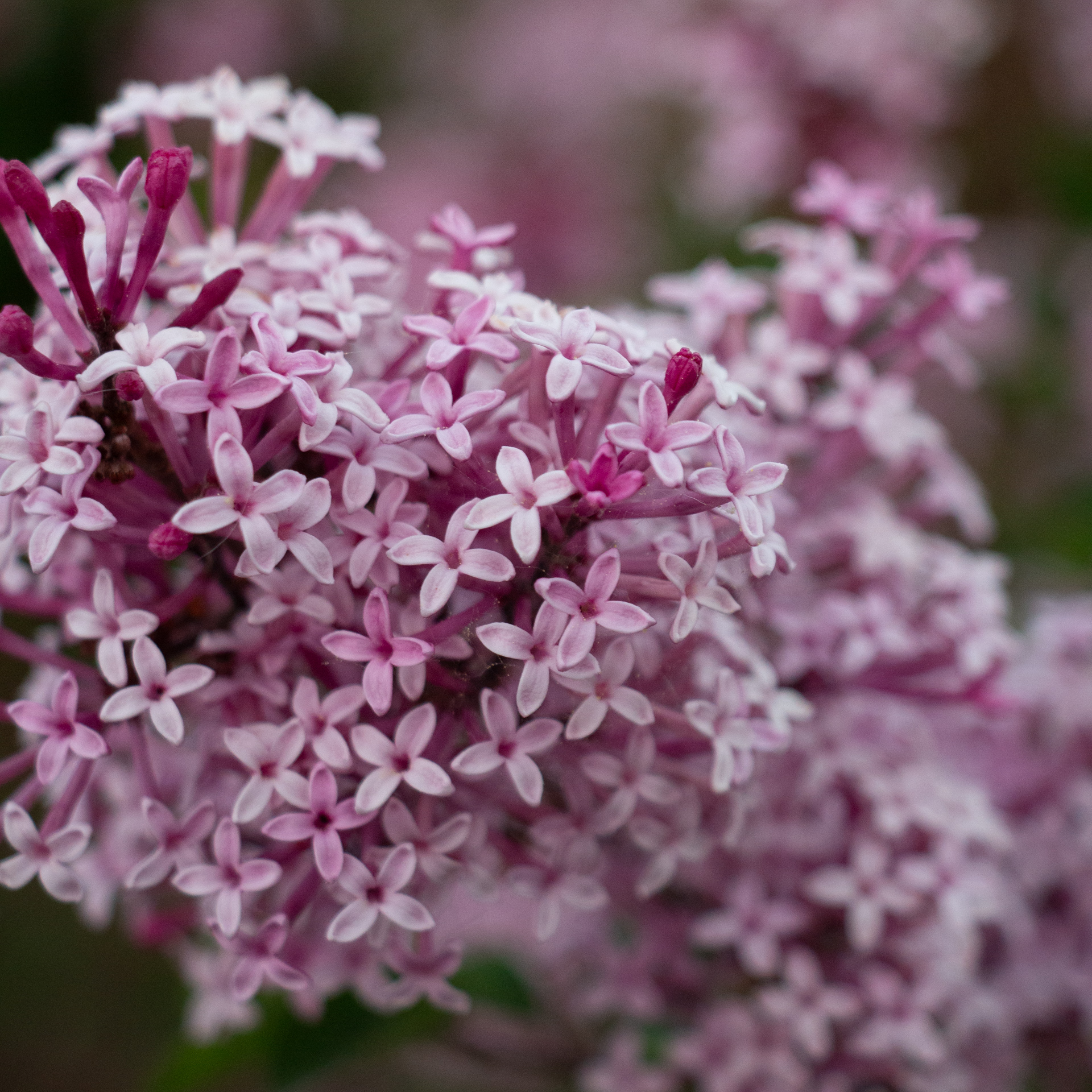 Lilas en fleur